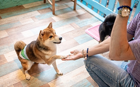 お手をする犬